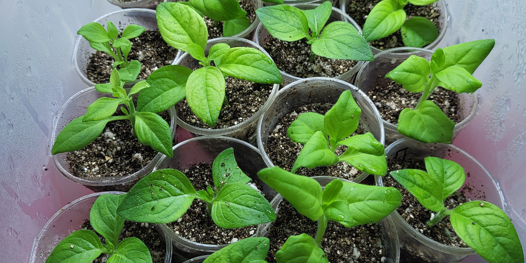 Черенкование петунии: формирую маточный куст и укореняю черенки