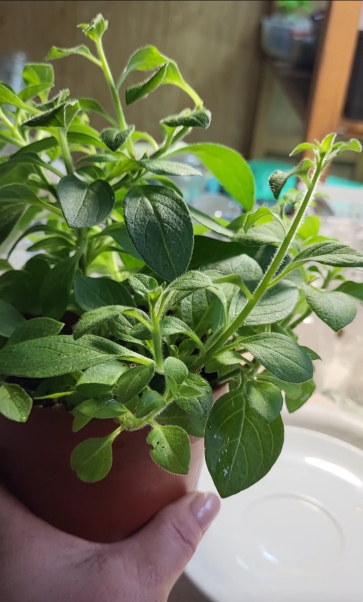  На первом фото - мой маточный куст петунии, с которого я беру черенки.