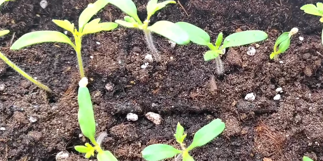 Рассада из хилой в коренастую за несколько дней. 2 лучшие подкормки для рассады томатов на первом этапе роста