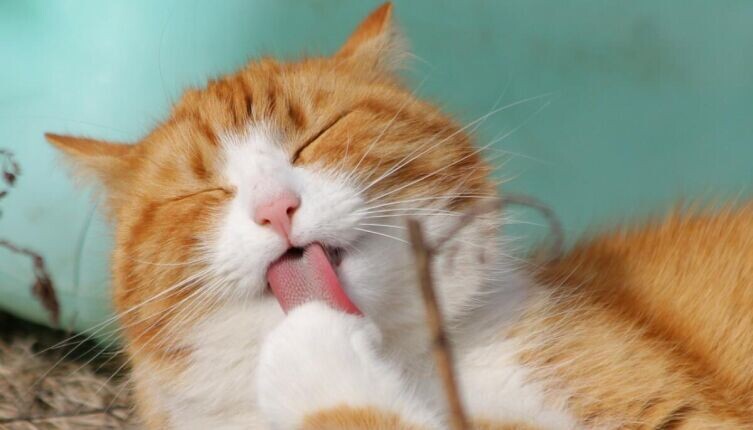    Братья наши меньшие. Почему кошки мурлыкают? Фото: по лицензии CC0 Pxhere.com