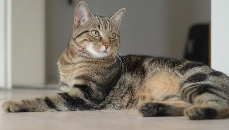    Почему в Древнем Египте кошек считали священными животными? Фото: по лицензии CC0 Pxhere.com