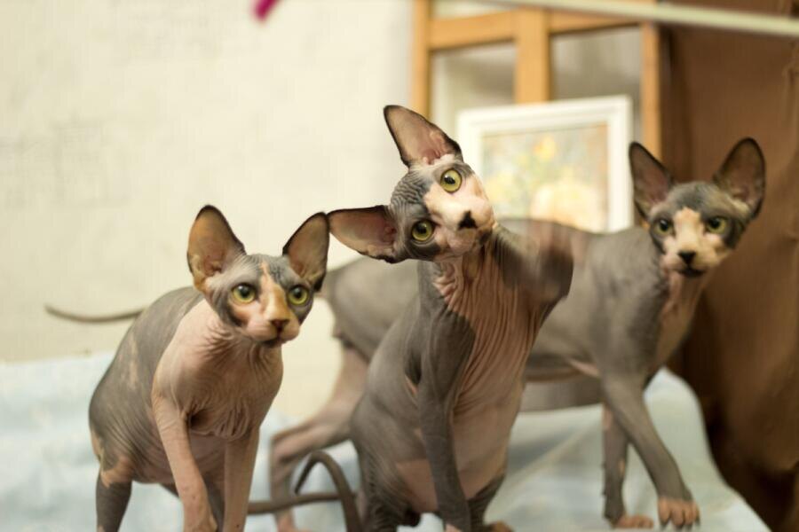    Как определить породу кошки? Фото: Т. Гусева, личный архив