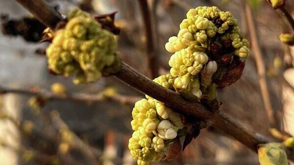    © РИА Новости Крым