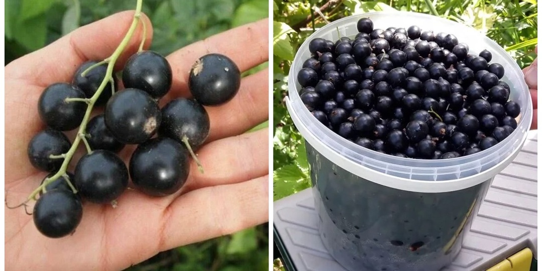 Готовлю "кисель" для смородины: поливаем сразу после схода снега - и ягоды загребаем ведрами