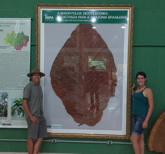 Больше человеческого роста: дерево с самыми крупными в мире листьями