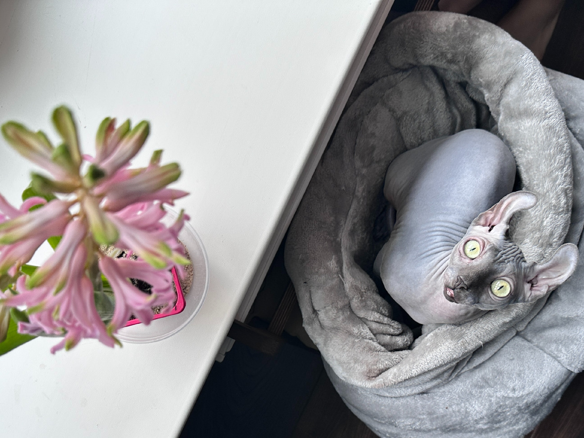 В нашем доме есть цветочная традиция - каждую весну появляются гиацинты 🌸 И мы понятия не имели, что они могут быть опасны для кошек (при непосредственном контакте)