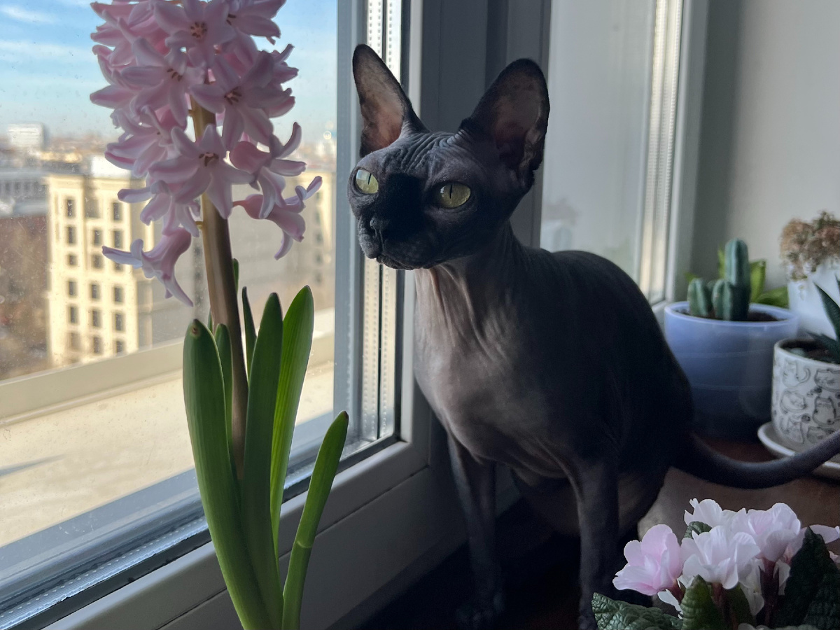 Наша канадка Котя не интересуется цветами