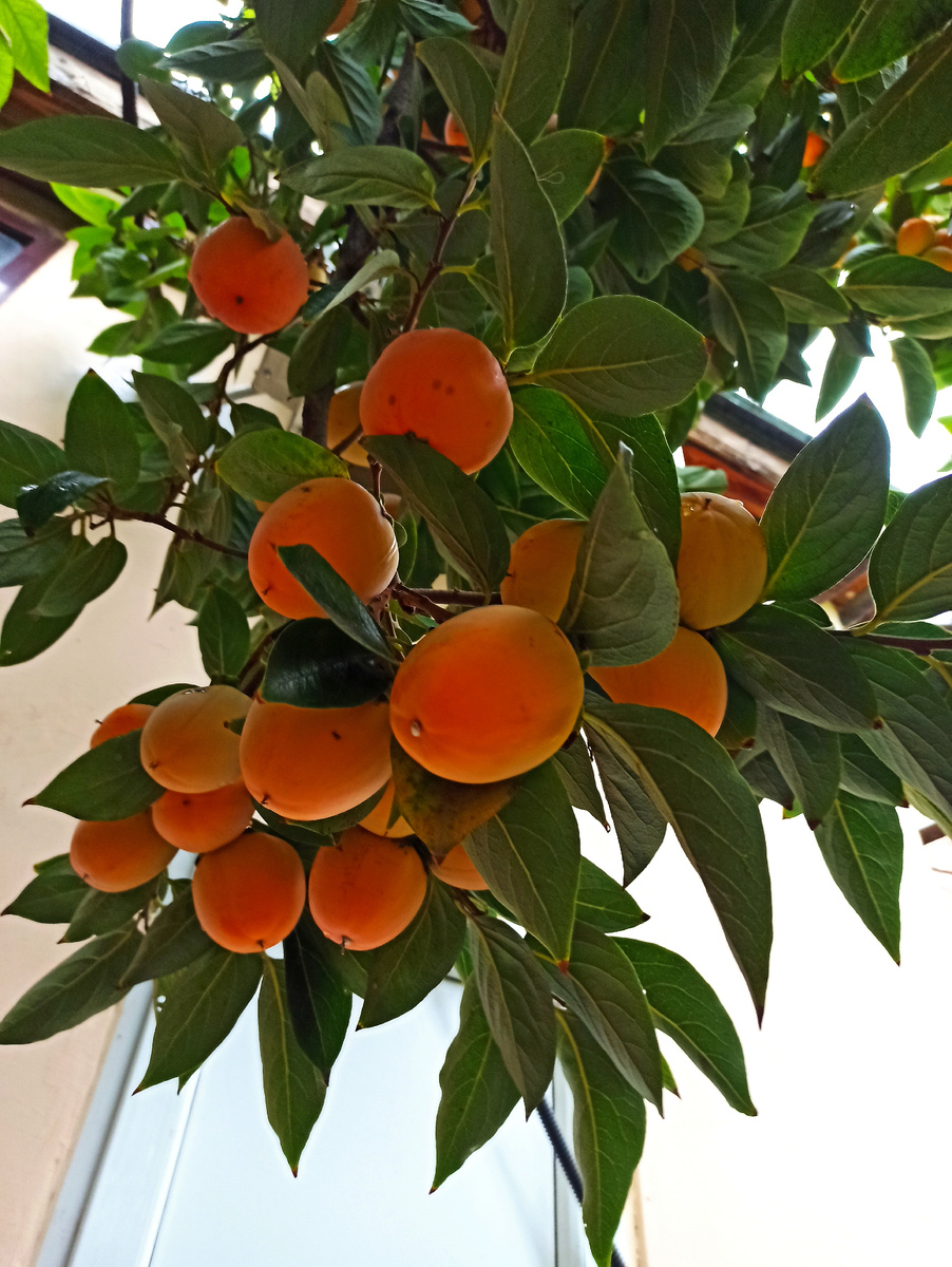 Хурма во дворе нашего дома в Махачкале. 