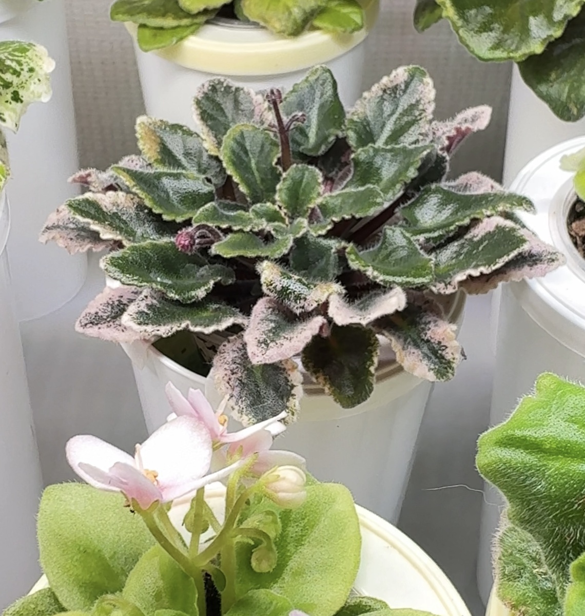 Jolly Frills бутонизация