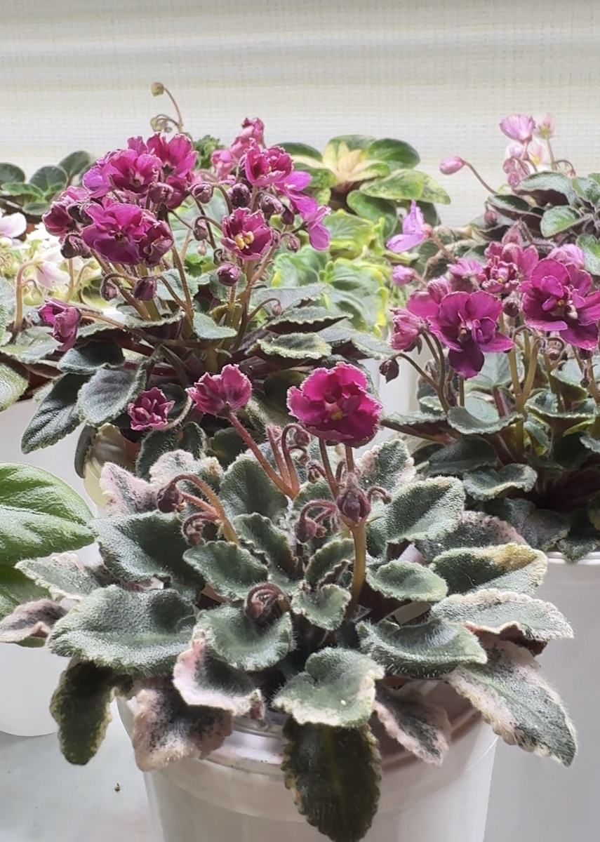 Три сестрицы Jolly Frills 