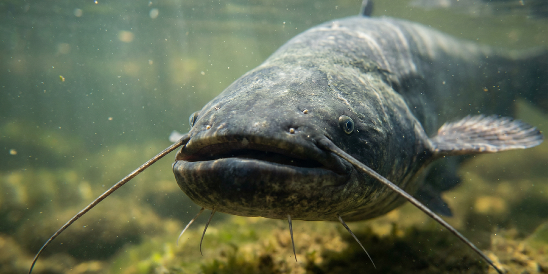Гигант рек: сколько весит самый большой сом и опасен ли он для человека