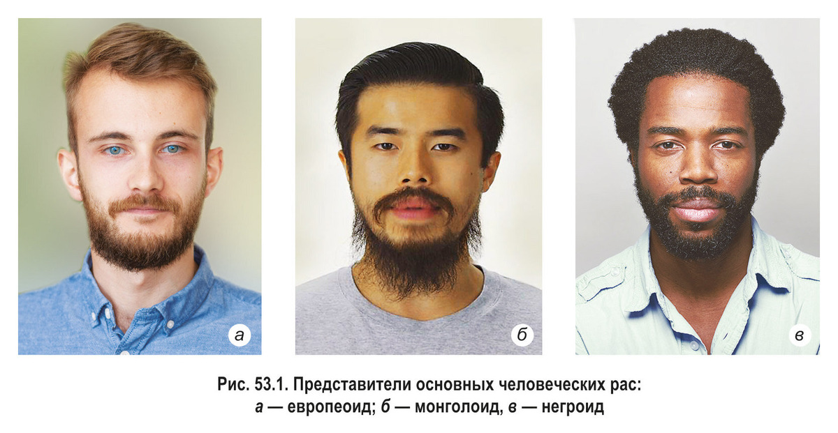 Три основные расы. Источник: profil.adu.by