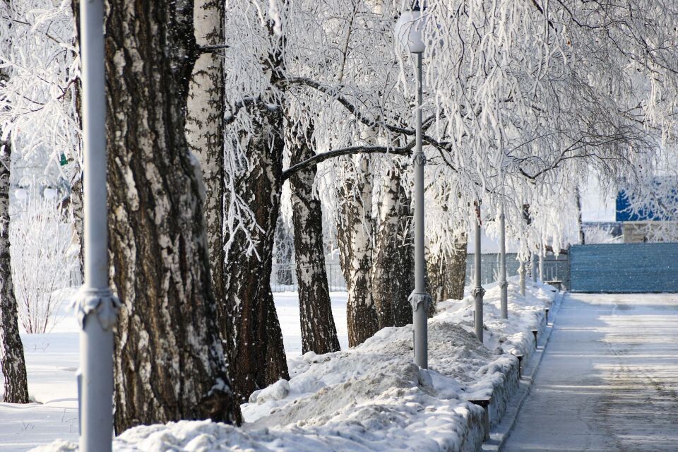    Зима в Барнауле, изморозь на деревьях. Источник: Виталий Барабаш