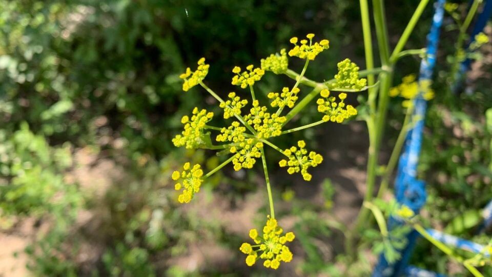    Борщевик Сосновского. Источник: "Толк"