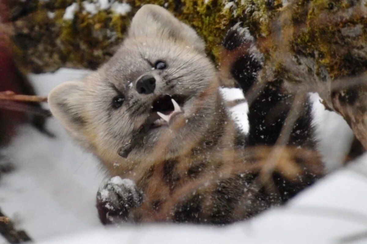    В Хабаровском крае завершился сезон охоты на соболя и других пушных зверей