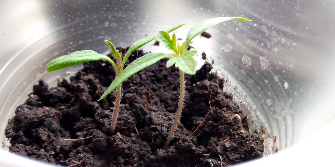 Рассада томатов: главное условие быстрых всходов - и 2 момента. Всходят как по расписанию - быстро и дружно. Век живи, век учись