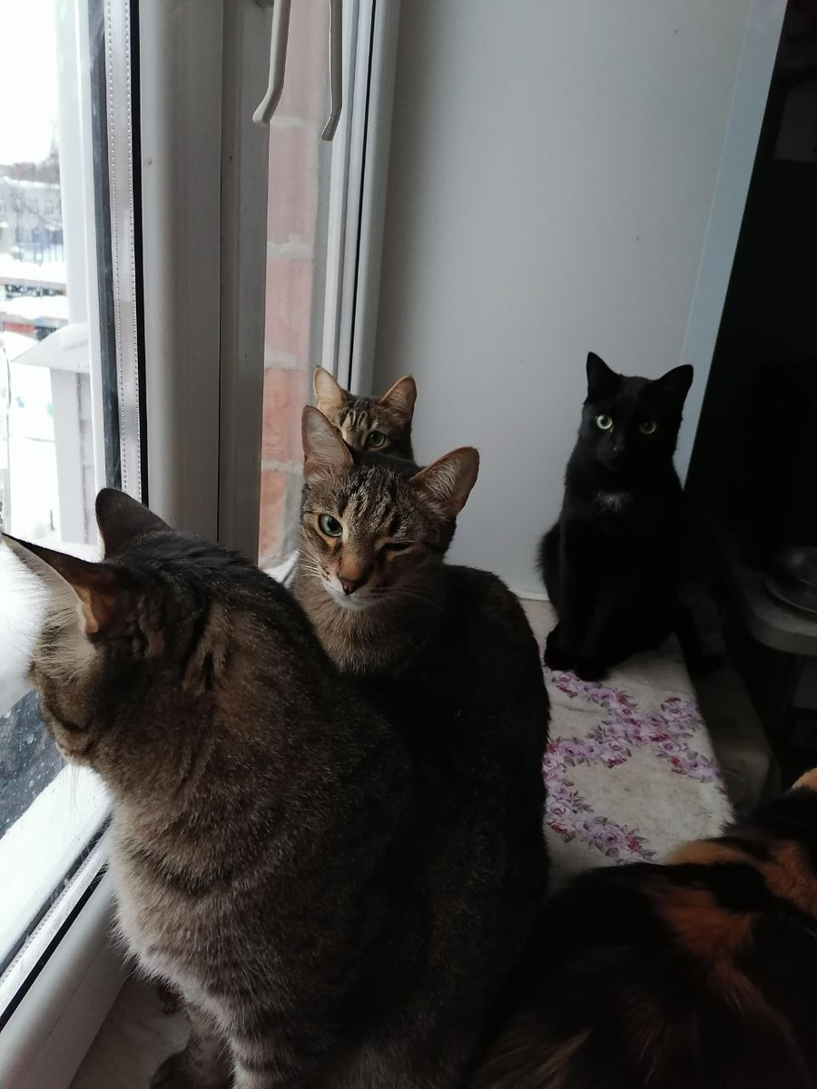 Ждут в столовой. Фото автора