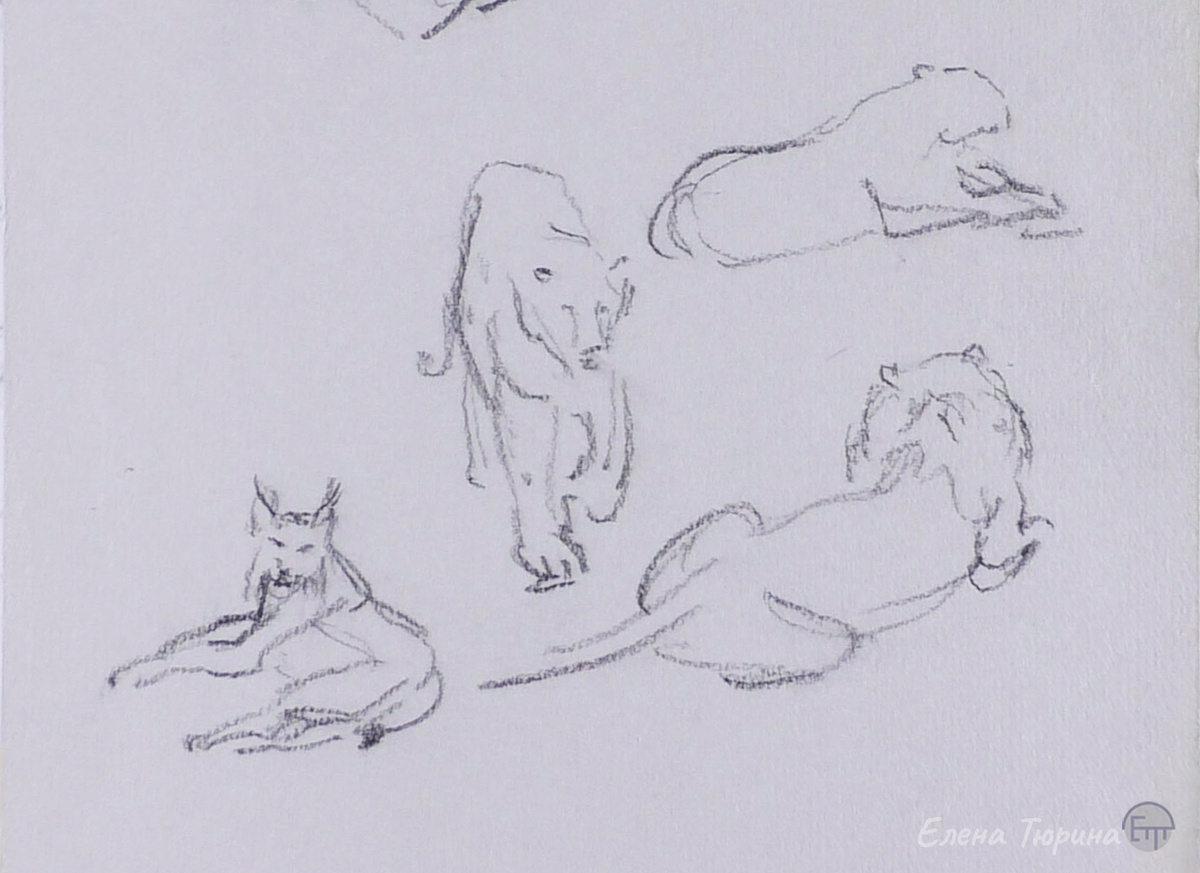 Художник: Елена Тюрина. Рысь, леопард, лев и львица. Бумага. Уголь. Зооботсад. г. Казань. 1993-1995 г. 