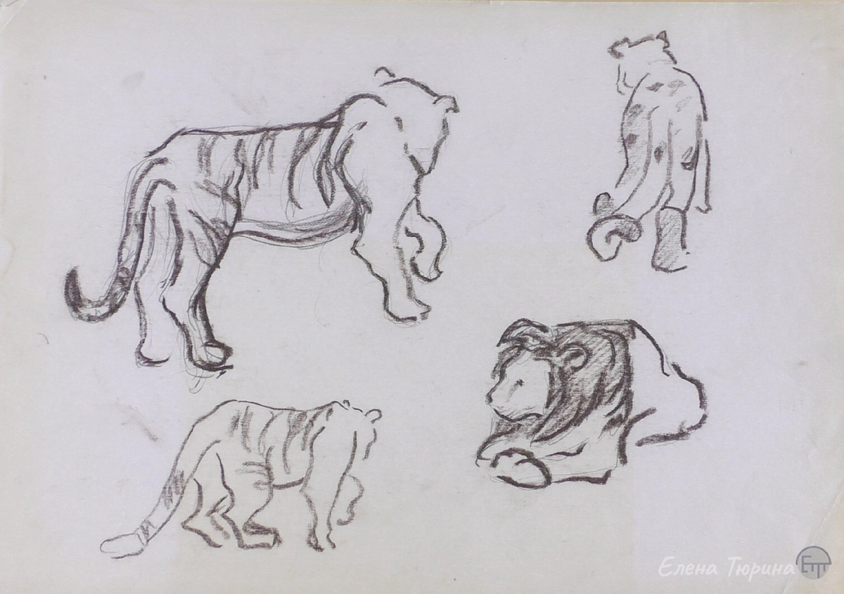 Художник: Елена Тюрина. Тигр, леопард, лев. Бумага. Уголь. Зооботсад. г. Казань. 1993-1995 г. 