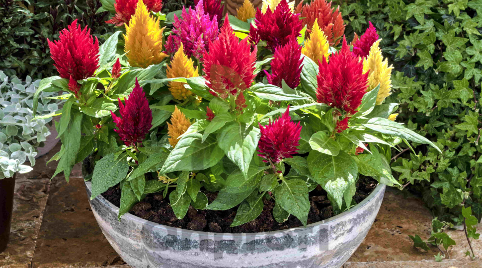 ЦВЕТЫ ДЛЯ ВАЗОНОВ И КАШПО. КАКИЕ ВЫБРАТЬ в 2026?