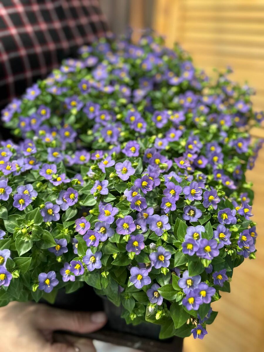 Обладатель невероятного, конфетного аромата