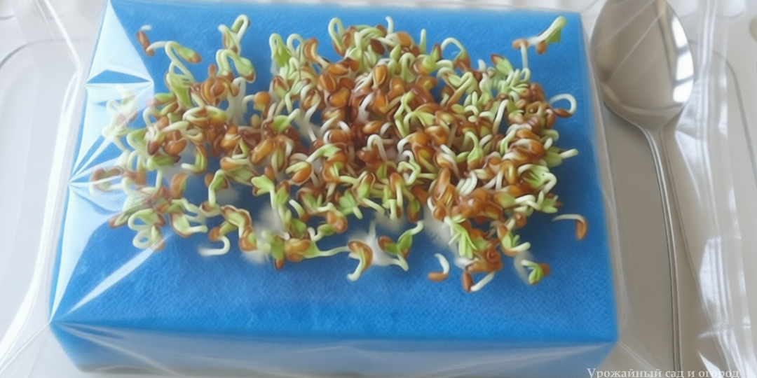 99% всхожесть семян. Как сеять перец уникальным способом