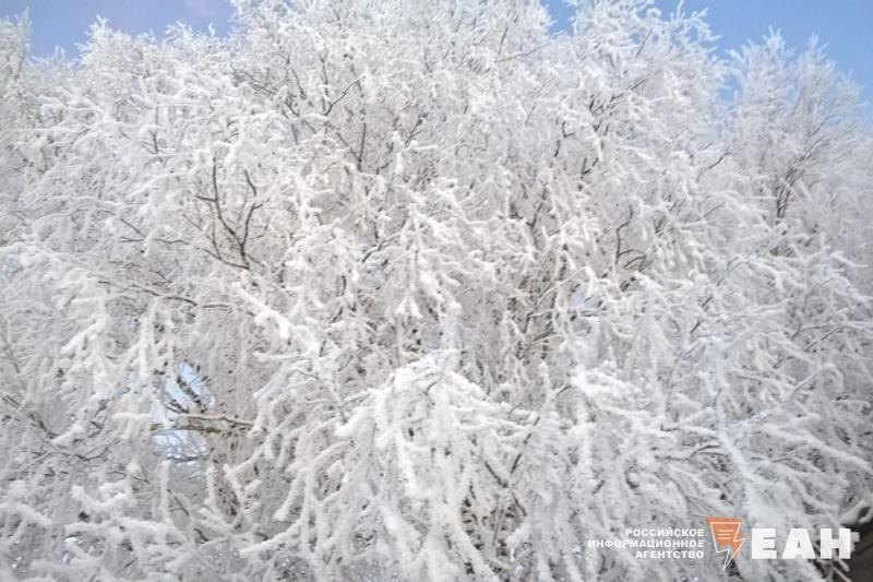    Фото ЕАН / Дерево в снегу
