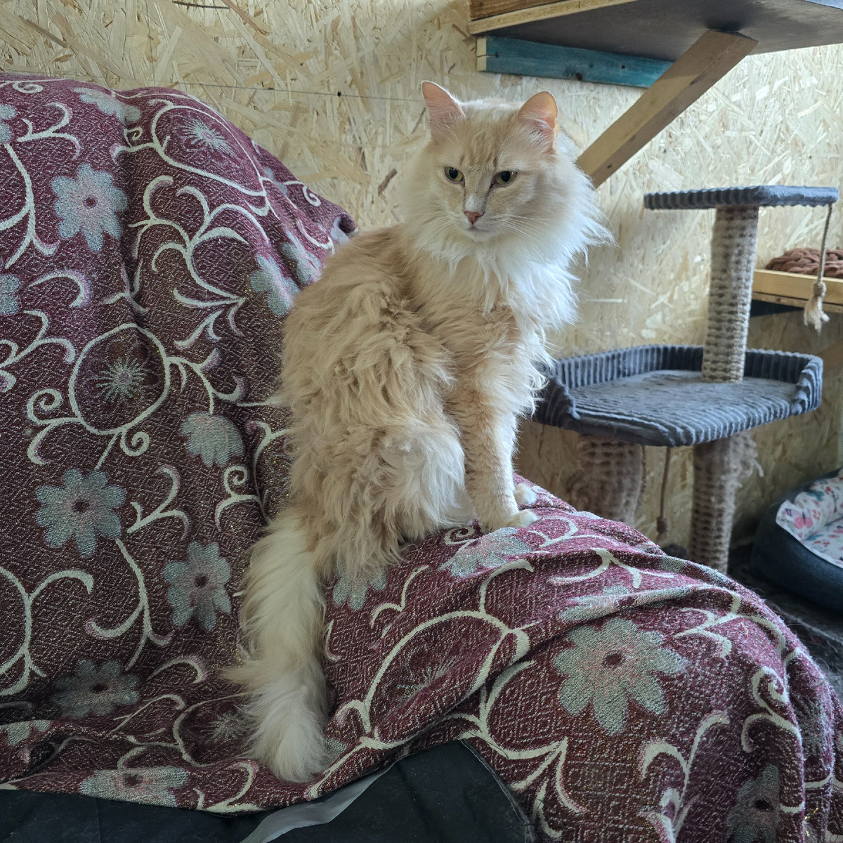 царственная осанка среди чужих стен