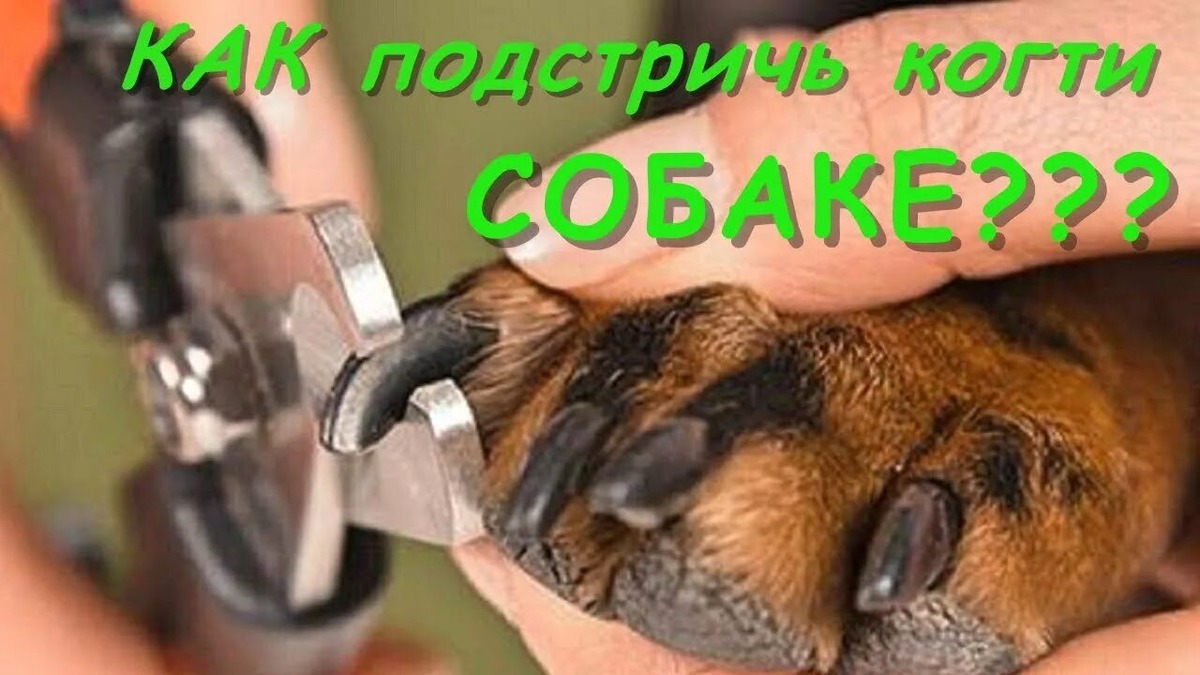 Фотография из интернета