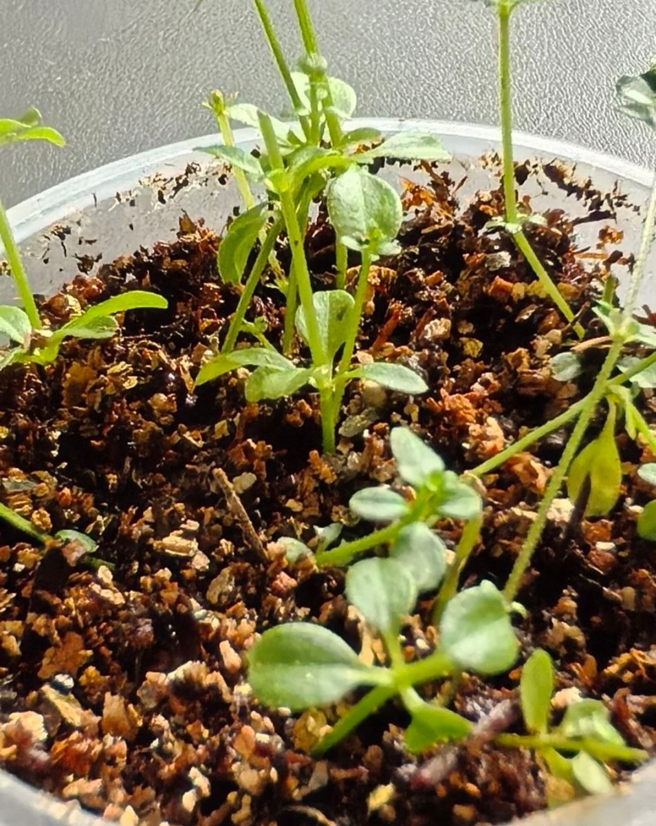 Подмаренник с вермикулитом