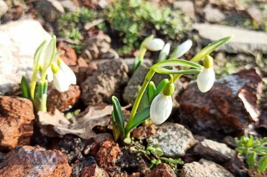    t.me/botanical_garden_vrn.