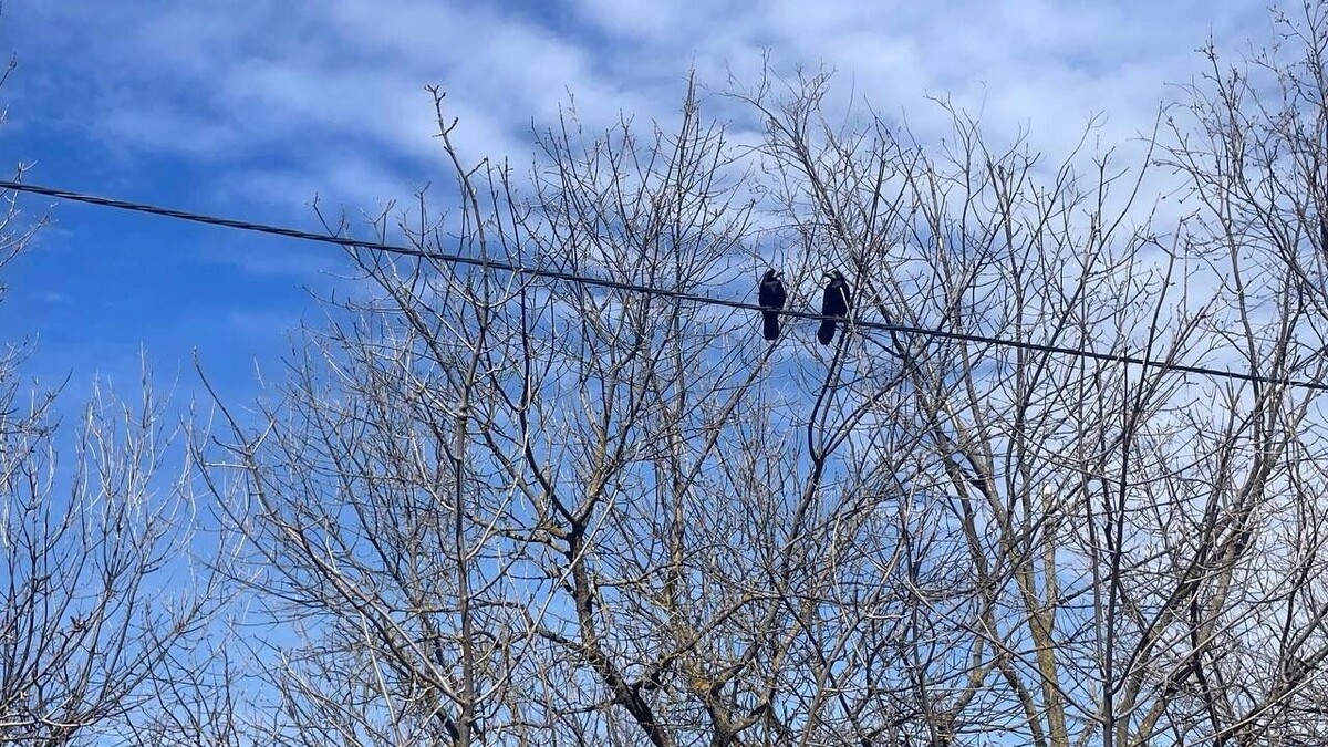    Первая неделя весны в Ростове: Когда ждать дождь, а когда — солнце?   rostovgazeta.ru