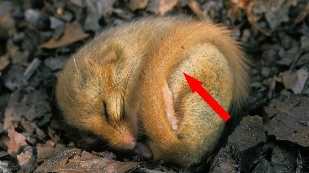    ЭТОТ МИР УЖЕ ПОЧТИ НЕПРИЗНАННЫЙ: УНИКАЛЬНЫЕ ЖИВОТНЫЕ, КОТОРЫЕ УМЕЮТ УПРАВЛЯТЬ ТЕПЛОМ СВОЕГО ТЕЛА