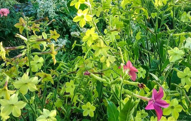 Какие однолетники можно сеять в марте. Инструкция по посеву