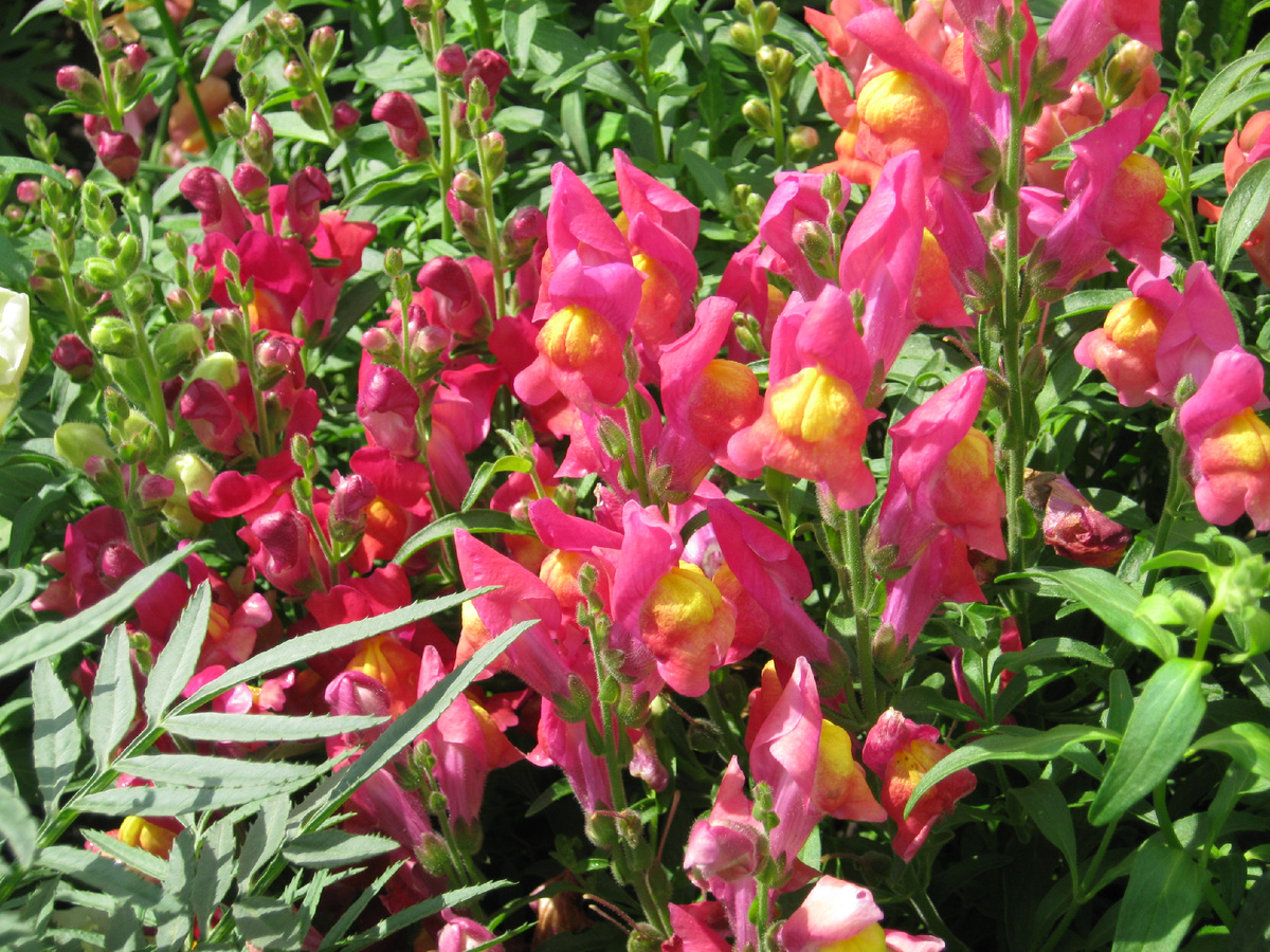 Львиный зев