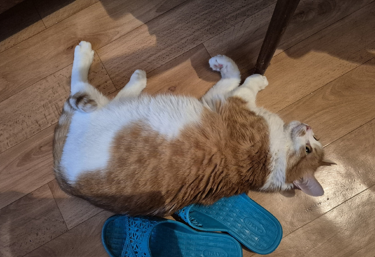 любитель падать на бок в любой непонятной ситуации