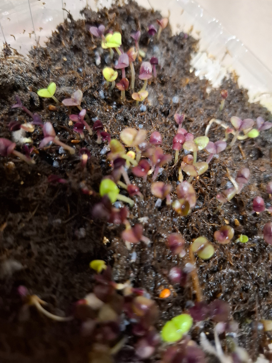 Три дня с посева.