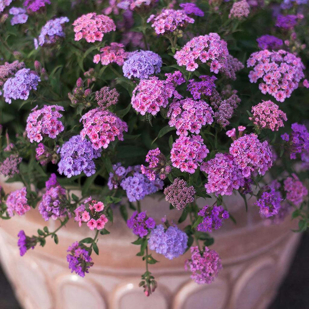 Вегетативная вербена во всей красе - пышное цветение и насыщенные оттенки.