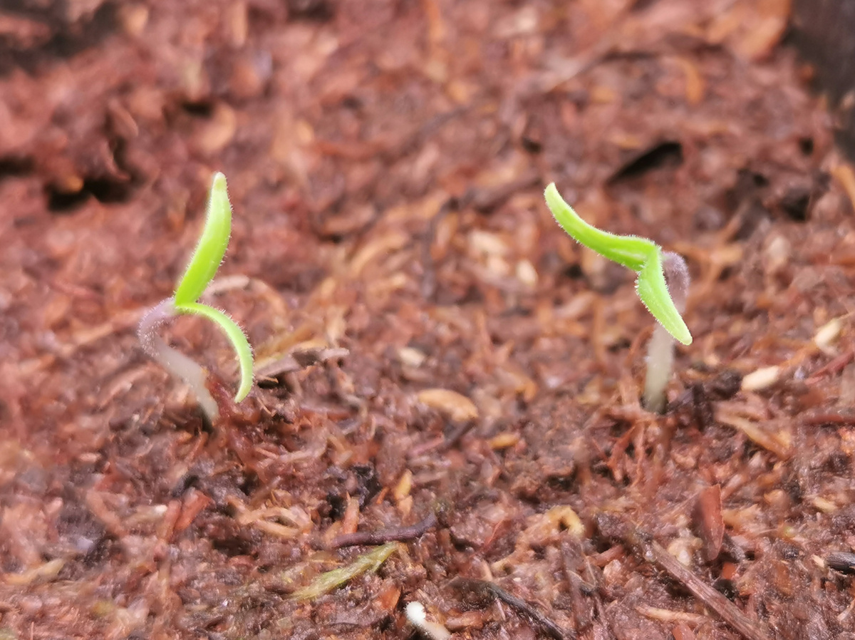 Карликовые черри: Ты кто? А ты кто?