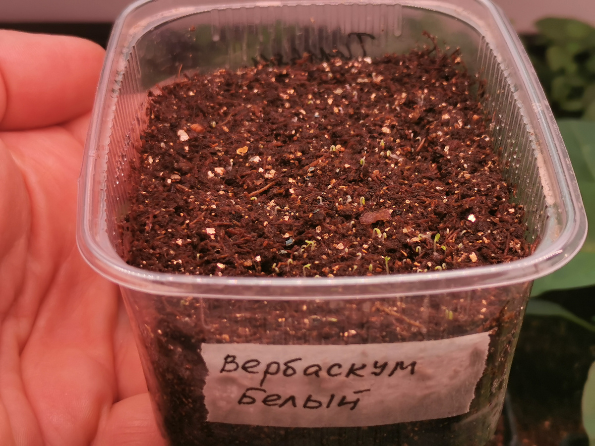 Видите всходы?)