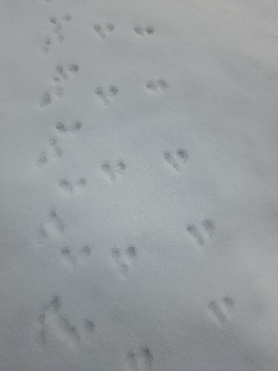 Следы на снегу