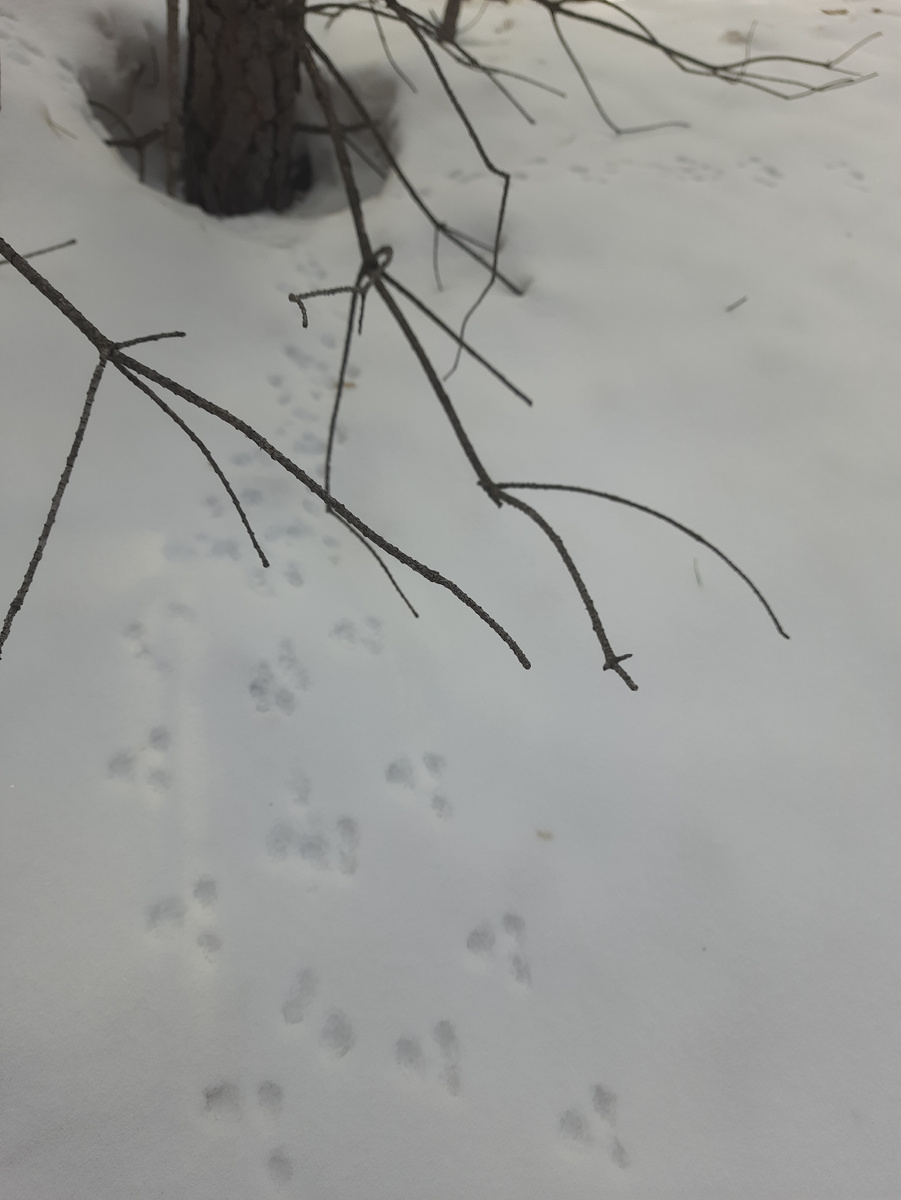 Следы на снегу