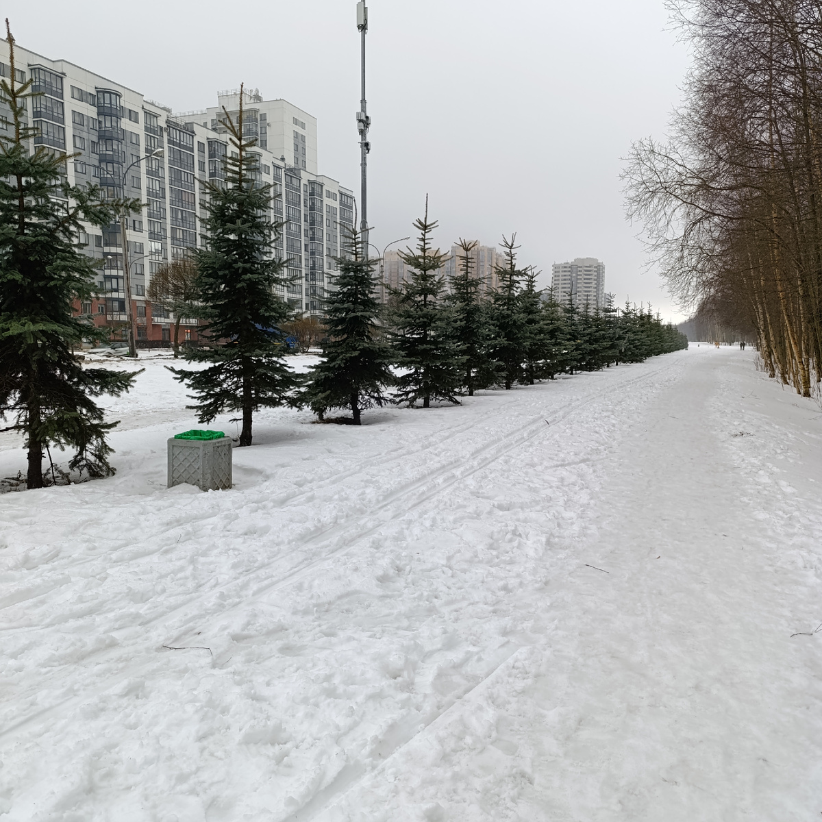 Ёлки зимой и летом стоят зелёные и стройные🌲🌲🌲🌲🌲🌲🌲