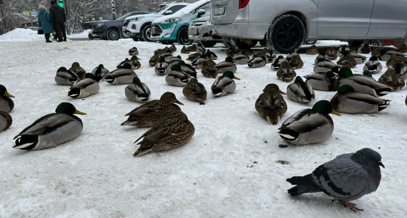    Фото: Pro Город Киров