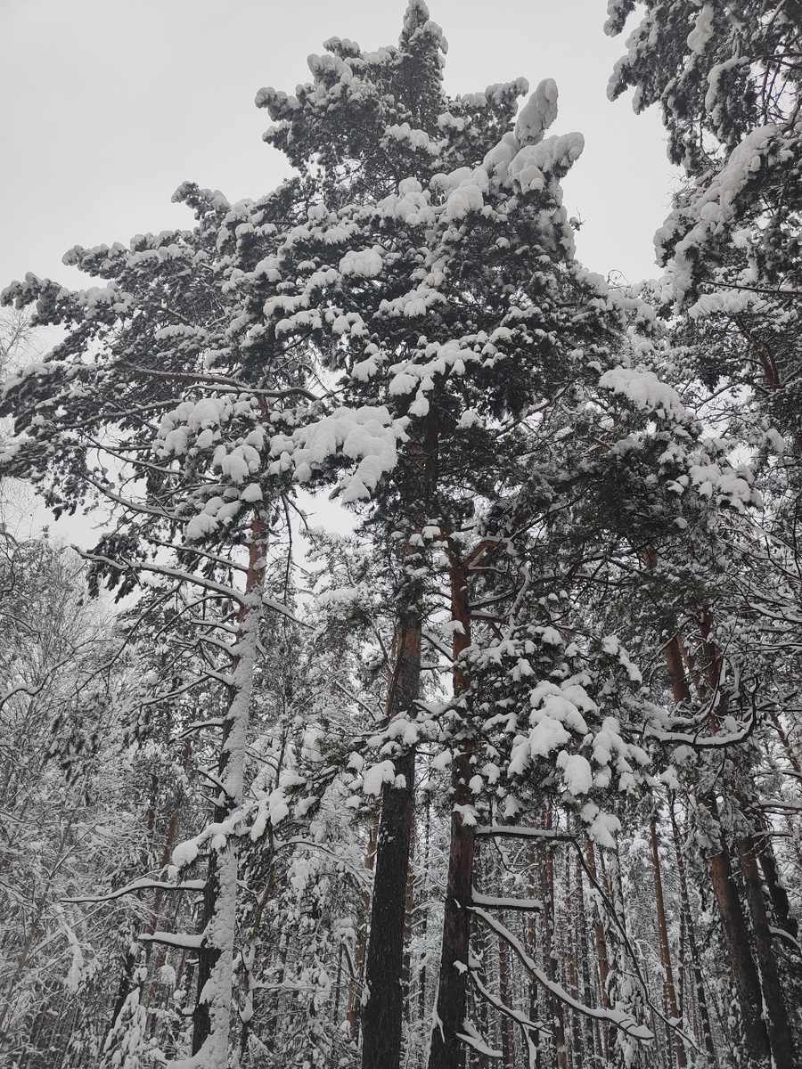 Леса Владимирской области. 