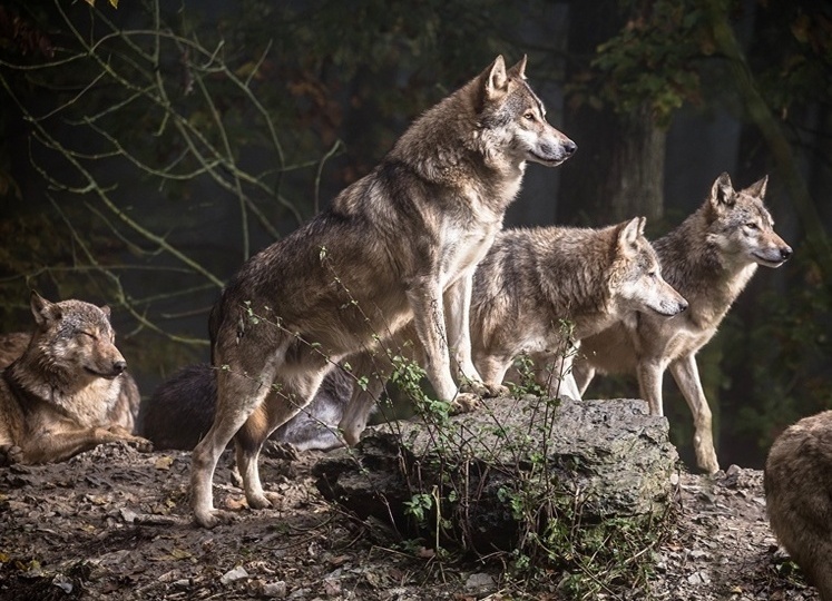 Собаки жрут косуль. Под Воронежем хозяев псов обвиняют в халатности