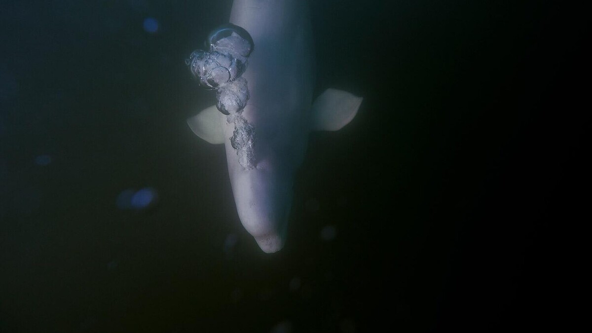 © AP Photo / Joshua A. Bickel