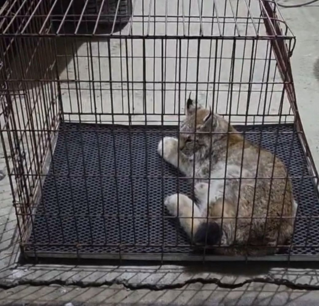    В Мегионе отловили гулявшую по городу рысь