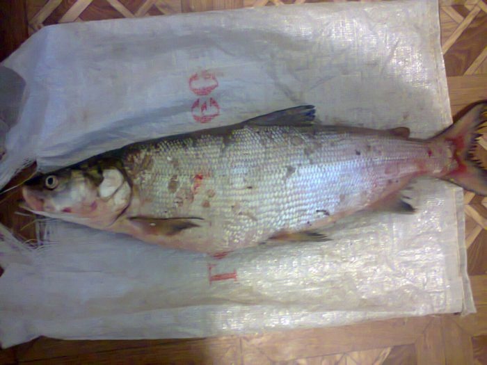 Нельма. Фото: Википедия.