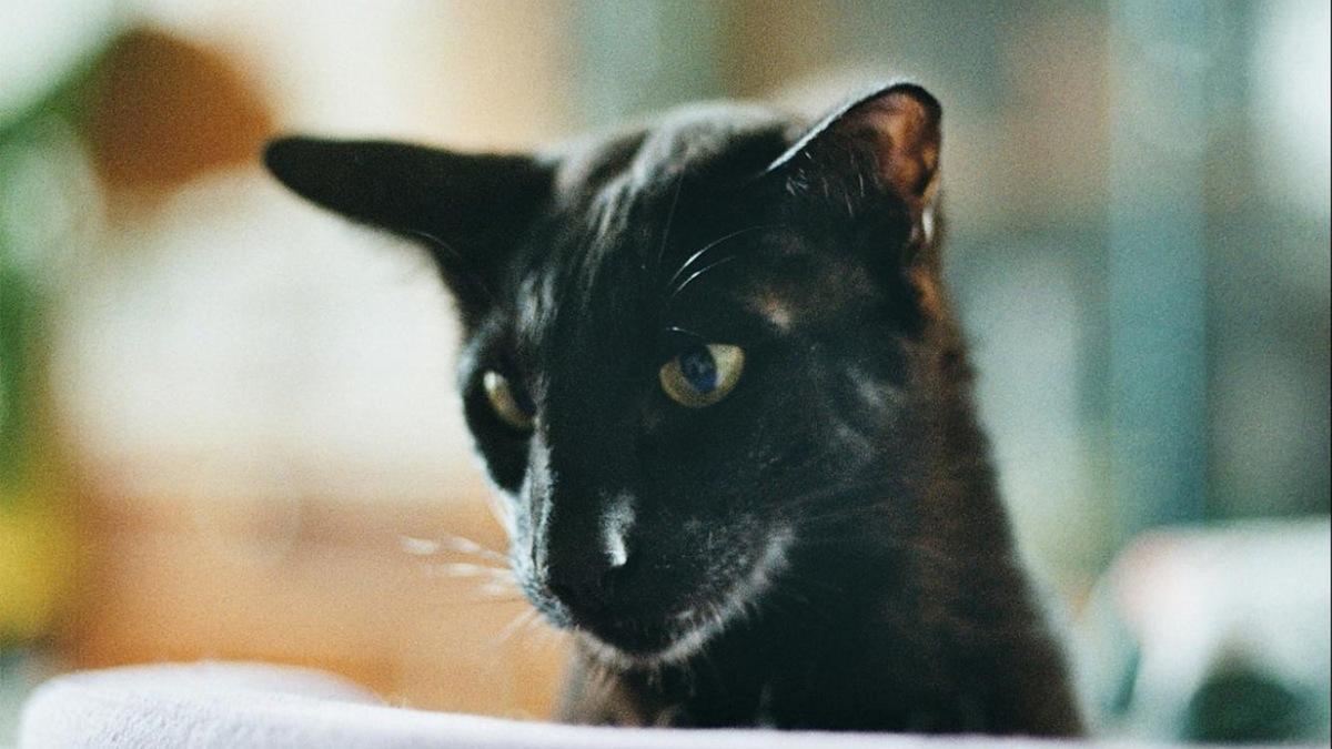    Грациозный силуэт ориентальной кошки — вдохновение для поиска идеального имени